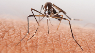 US Senate Reaches Compromise on Emergency Zika Funding